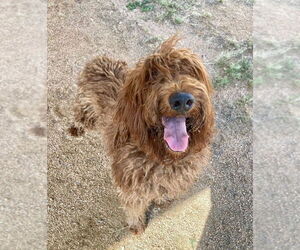 Poodle (Standard) Dogs for adoption in Oak Bluffs, MA, USA