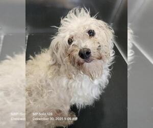 Mutt Dogs for adoption in San Antonio, TX, USA