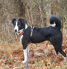 Border Collie Dogs for adoption in Cincinnati, OH, USA