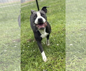 American Pit Bull Terrier-Unknown Mix Dogs for adoption in Virginia Beach, VA, USA