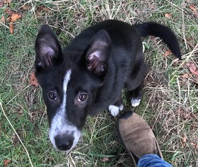 Border Collie-Unknown Mix Dogs for adoption in Issaquah, WA, USA