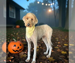 Poodle (Standard) Dogs for adoption in Menifee, CA, USA