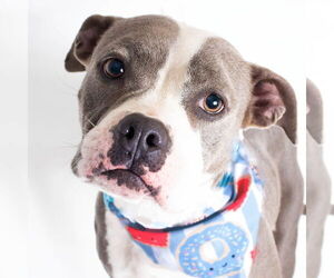 American Pit Bull Terrier-Unknown Mix Dogs for adoption in Jefferson, WI, USA