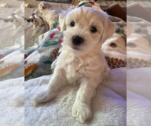 Havaton Dogs for adoption in Gulfport, MI, USA