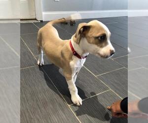 Bullypit Dogs for adoption in Sanford, FL, USA