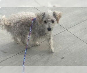 Maltese Dogs for adoption in Tracy, CA, USA