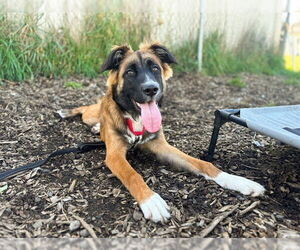 German Shepherd Dog-Unknown Mix Dogs for adoption in McKinleyville, CA, USA