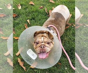 Bulldog Dogs for adoption in Olalla, WA, USA
