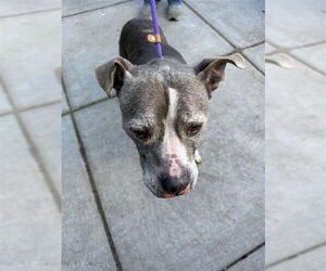 Staffordshire Bull Terrier Dogs for adoption in Alameda, CA, USA
