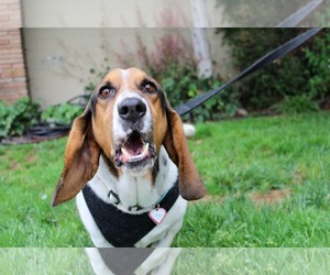 Basset Hound Dogs for adoption in Santa Cruz, CA, USA