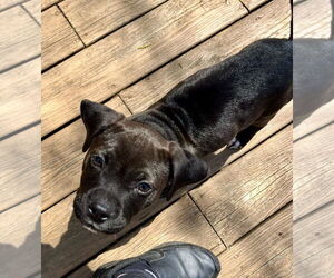 American Pit Bull Terrier Dogs for adoption in Alexandria, VA, USA