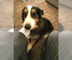 Australian Shepherd-Unknown Mix Dogs for adoption in Grafton, WI, USA