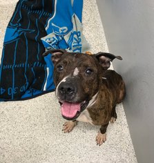 Bullboxer Pit Dogs for adoption in Crete, IL, USA