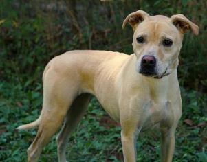 Labrador Retriever Dogs for adoption in Rocky Mount, VA, USA