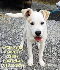 Medium Photo #1 Boxador Puppy For Sale in pomfret, CT, USA