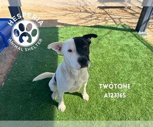 Mutt Dogs for adoption in HESPERIA, CA, USA