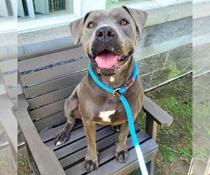 American Pit Bull Terrier-Unknown Mix Dogs for adoption in Long Beach, CA, USA
