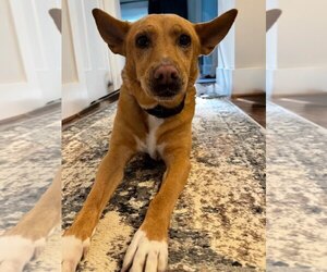 Chow Chow-Rat Terrier Mix Dogs for adoption in White Bluff, TN, USA