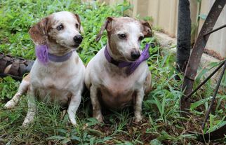 Dachshund Dogs for adoption in Bandera, TX, USA