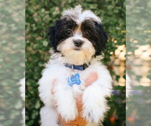 Shih Tzu Dogs for adoption in Corona, CA, USA