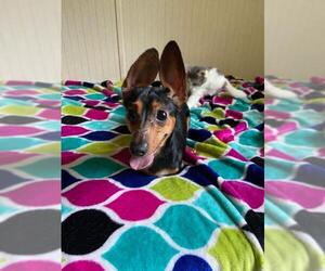 Dachshund Dogs for adoption in Mooresville, NC, USA