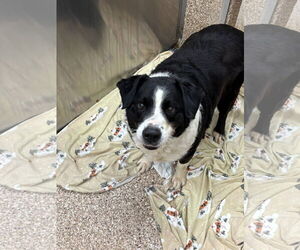 Border Collie Dogs for adoption in Martinsburg, WV, USA