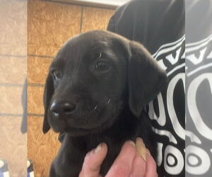 Labrador Retriever-Unknown Mix Dogs for adoption in Bolivar, MO, USA