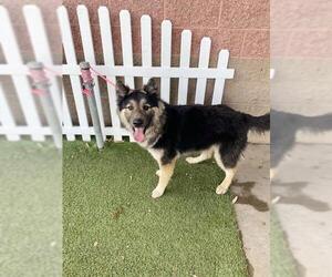 German Shepherd Dog Dogs for adoption in Modesto, CA, USA
