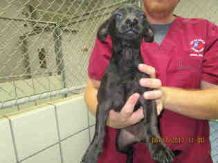 Chiweenie Dogs for adoption in Lufkin, TX, USA