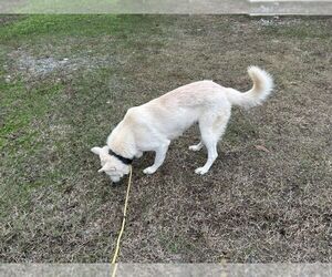 German Shepherd Dog Dogs for adoption in Montgomery, AL, USA