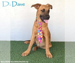 Mutt Dogs for adoption in San Diego, CA, USA