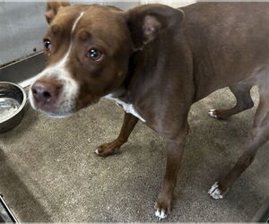 Medium Photo #1 American Pit Bull Terrier Puppy For Sale in San Bernardino, CA, USA