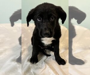 Sheprador Dogs for adoption in SHERBURNE, NY, USA