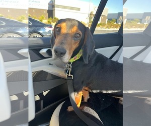 Beagle Dogs for adoption in Las Vegas, NV, USA