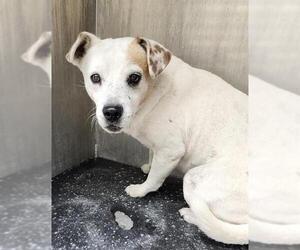 Mutt Dogs for adoption in San Antonio, TX, USA