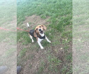 Beagle Dogs for adoption in Linton, IN, USA