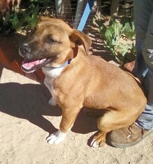 Boxer Dogs for adoption in Apple Valley, CA, USA