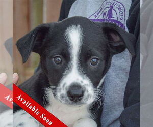 Australian Shepherd-Unknown Mix Dogs for adoption in Huntley, IL, USA
