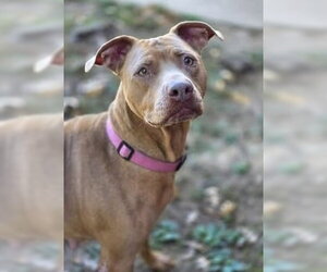 American Pit Bull Terrier-Labrador Retriever Mix Dogs for adoption in Brewster, NY, USA