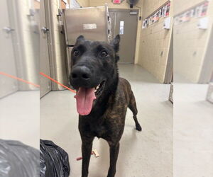 Mutt Dogs for adoption in Sanford, FL, USA