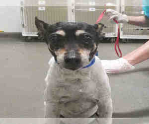 Rat Terrier Dogs for adoption in Bakersfield, CA, USA