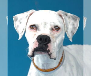 Boxer Dogs for adoption in Pasadena, CA, USA