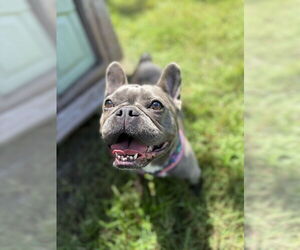 French Bulldog Dogs for adoption in West Palm Beach, FL, USA