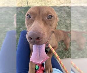 American Pit Bull Terrier-Unknown Mix Dogs for adoption in Louisville, KY, USA