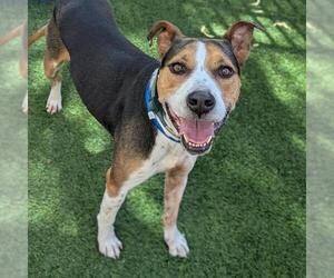 Mutt Dogs for adoption in Las Vegas, NV, USA