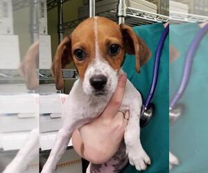 Jack Russell Terrier-Unknown Mix Dogs for adoption in Royal Palm Beach, FL, USA