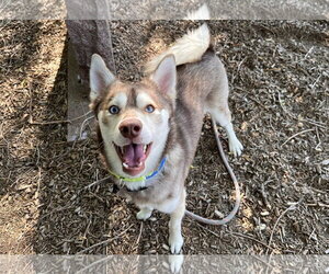 Alaskan Klee Kai-Unknown Mix Dogs for adoption in Fort Collins, CO, USA