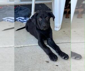 Labrador Retriever-Unknown Mix Dogs for adoption in Visalia, CA, USA