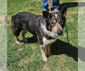 Mutt Dogs for adoption in Camarillo, CA, USA