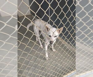 Mutt Dogs for adoption in Maryville, TN, USA